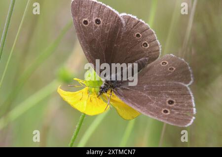 Papillon en anneau avec ailes ouvertes sur les restes d'une fleur de papillon, été 2024 , Powys, Mid Wales, UK Banque D'Images