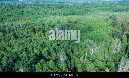 Partie polonaise de la forêt de Bialowieza à l'est de Hajnowka vue aérienne au soleil automnal, Podlaskie Voivodeship, Pologne, Europe Banque D'Images
