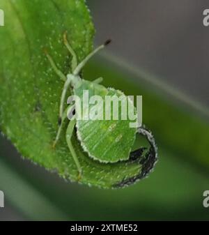 (Calcarateur Piezogaster) Insecta Banque D'Images