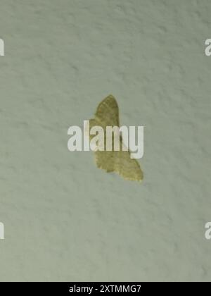 Vague de crème naine (Idaea fuscovenosa) Insecta Banque D'Images