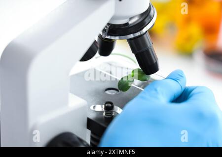 Femme scientifique avec microscope testant les germes de tournesol en laboratoire, gros plan Banque D'Images