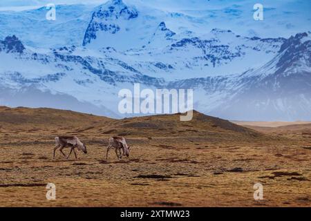 Mooses marchant autour des champs gelés et des collines avec d'énormes montagnes rocheuses au loin, les hauts plateaux islandais. Animaux scandinaves faune polaire dans le paysage islandais, aventure hivernale. Banque D'Images