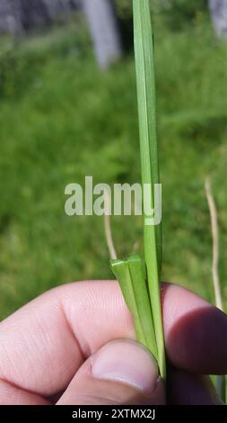 Herbe de Kikuyu (Cenchrus clandestinus) Plantae Banque D'Images