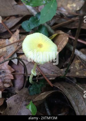 Fragiles champignons Dapperling (Leucocoprinus fragilissimus) Banque D'Images