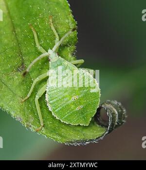 (Calcarateur Piezogaster) Insecta Banque D'Images