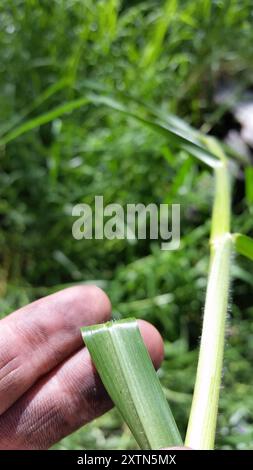 Herbe de Kikuyu (Cenchrus clandestinus) Plantae Banque D'Images