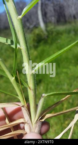 Herbe de Kikuyu (Cenchrus clandestinus) Plantae Banque D'Images