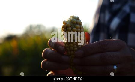 Gros plan sur les mains féminines d'un fermier pelant des épis de maïs mûrs à Green Meadow. Bras adultes de l'agronome examinant le maïs doux sur le champ de maïs au coucher du soleil Banque D'Images