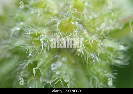 Menthe du Canada (Mentha canadensis) Plantae Banque D'Images