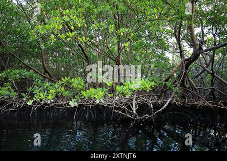 607 plantes de mangrove rouge poussant au-dessus de la ligne de marée haute sur des racines aériennes dans la baie de Bahia Taco, à l'intérieur du parc Alexander von Humboldt. Baracoa-Cuba. Banque D'Images