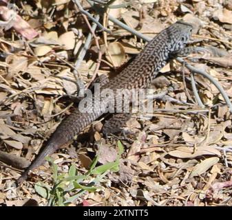 Queue de Whiptail de l'Ouest (Aspidoscelis tigris) Reptilia Banque D'Images