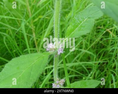 Menthe du Canada (Mentha canadensis) Plantae Banque D'Images