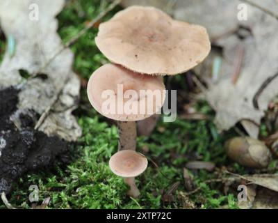 Champignons Gymnopus (Gymnopus dryophilus) amoureux du chêne Banque D'Images