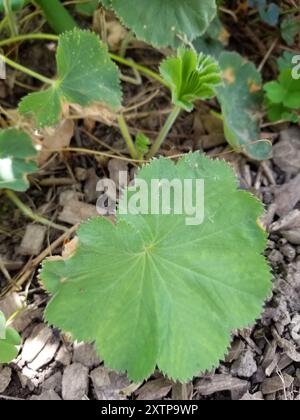 Alumroots (Heuchera) Plantae Banque D'Images