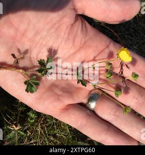 Plancre alpine (Potentilla crantzii) Plantae Banque D'Images