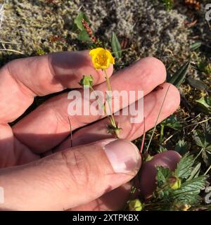 Plancre alpine (Potentilla crantzii) Plantae Banque D'Images