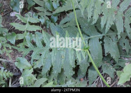 Chardon jaune (Cirsium erisithales) Plantae Banque D'Images