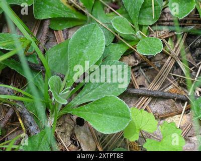 Pussytoes des champs (Antennaria negecta) Plantae Banque D'Images
