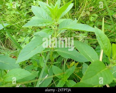 Menthe du Canada (Mentha canadensis) Plantae Banque D'Images