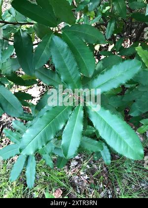 Photinia chinoise (Photinia serratifolia) Plantae Banque D'Images