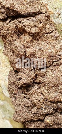 Termites de tête de cône (Nasutitermes) Insecta Banque D'Images