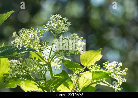 (Aralia bicrenata) Plantae Banque D'Images