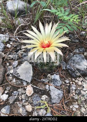 Cactus à mamelons rainurés (Coryphantha sulcata) Plantae Banque D'Images