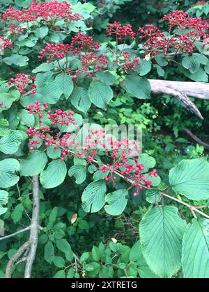 Boule de neige japonaise (Viburnum plicatum) Plantae Banque D'Images