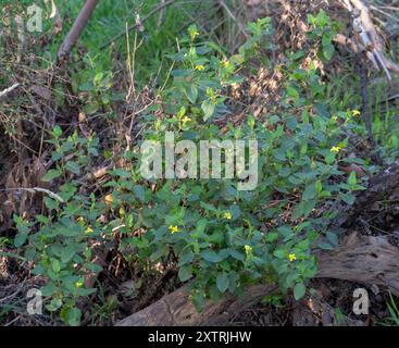 Houblon goodenia (Goodenia ovata) Plantae Banque D'Images