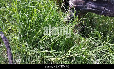 Herbe de Kikuyu (Cenchrus clandestinus) Plantae Banque D'Images