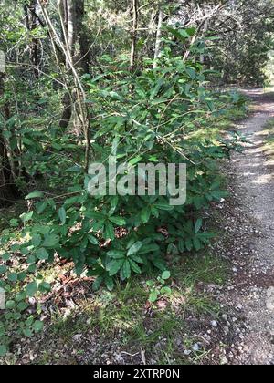 Photinia chinoise (Photinia serratifolia) Plantae Banque D'Images