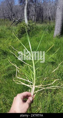 Herbe de Kikuyu (Cenchrus clandestinus) Plantae Banque D'Images