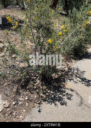 Flannelbustes de Californie (Fremontodendron californicum) Plantae Banque D'Images