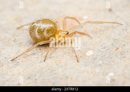 Araignée jaune avec des marques blanches rampant gracieusement sur le sol, mettant en valeur la beauté de la nature de près. Banque D'Images