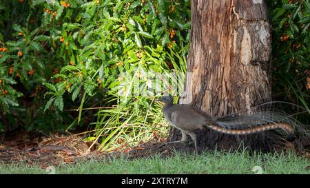 Un seul mâle adulte superbe lyrebird, en pleine vue, patrouille le long du bord de son territoire subtropical et broussailleux dans son exposition territoriale. Banque D'Images