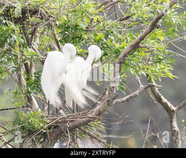 Reproduction couple de grandes aigrettes blanches dormant côte à côte tout en se tenant dans leur nid. Photographié au Delores Fenwick nature Center à Pearland, Texas Banque D'Images