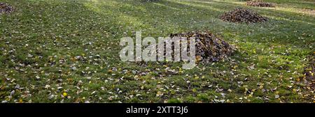 Pile de feuilles colorées d'automne dans le parc de la ville. Pile collectée de feuilles d'automne sèches, nettoyage du territoire Banque D'Images