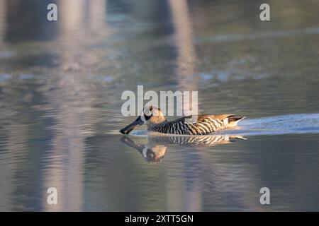 Un seul canard adulte à oreilles roses nage à côté des eaux calmes miroirs de l'eau chaude de source des marais de Lara. Banque D'Images