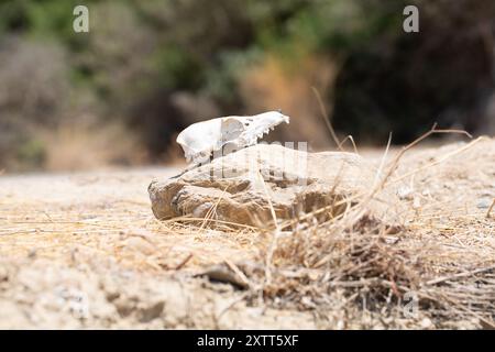 Crâne animal blanchi assis sur un rocher dans le désert symbolisant la mort et la décomposition Banque D'Images