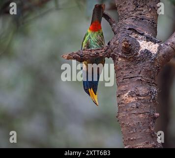 Grand oiseau barbet perché sur une branche à l'envers Banque D'Images