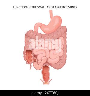 Fonctionnement du grêle et du gros intestin Banque D'Images
