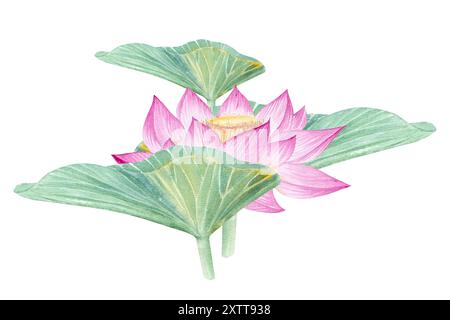 Fleurs de Lotus, feuilles, graines. Illustration à l'aquarelle dessinée à la main du nénuphar rose, des feuilles vertes et des graines. Dessin botanique. Set avec lotus pour la conception Banque D'Images