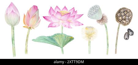 Fleurs de Lotus, feuilles, graines. Illustration à l'aquarelle dessinée à la main du nénuphar rose, des feuilles vertes et des graines. Dessin botanique. Set avec lotus pour la conception Banque D'Images
