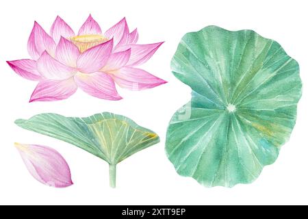 Fleurs de Lotus, feuilles, graines. Illustration à l'aquarelle dessinée à la main du nénuphar rose, des feuilles vertes et des graines. Dessin botanique. Set avec lotus pour la conception Banque D'Images