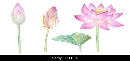 Fleurs de Lotus, feuilles, graines. Illustration à l'aquarelle dessinée à la main du nénuphar rose, des feuilles vertes et des graines. Dessin botanique. Set avec lotus pour la conception Banque D'Images