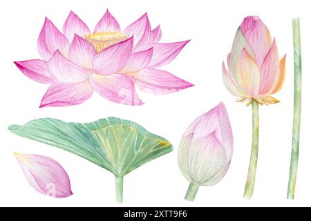 Fleurs de Lotus, feuilles, graines. Illustration à l'aquarelle dessinée à la main du nénuphar rose, des feuilles vertes et des graines. Dessin botanique. Set avec lotus pour la conception Banque D'Images