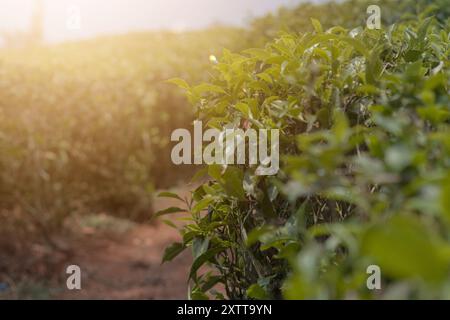 un champ avec un soleil brillant derrière la plantation de thé production de thé à grande échelle. Fond naturel de plantation de thé. Banque D'Images