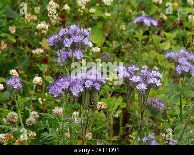 Fleurs bleues Fiddleneck Phacelia tanacetifolia cultivé avec du trèfle comme culture de fumier vert dans le champ de fermier, Leicestershire, Angleterre, Royaume-Uni Banque D'Images