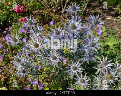 Jolies fleurs bleues de houx de mer, (Eryngium 'Jos Eijking') poussant dans le jardin frontière en juillet / août, Leicestershire, Angleterre, Royaume-Uni Banque D'Images