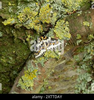 Papillons (Abraxas grossulariata) avec ailes mouchetées blanches, jaunes et noires et thorax sur tronc d'arbre recouvert de lichen, Leicestershire, Angleterre, Royaume-Uni Banque D'Images